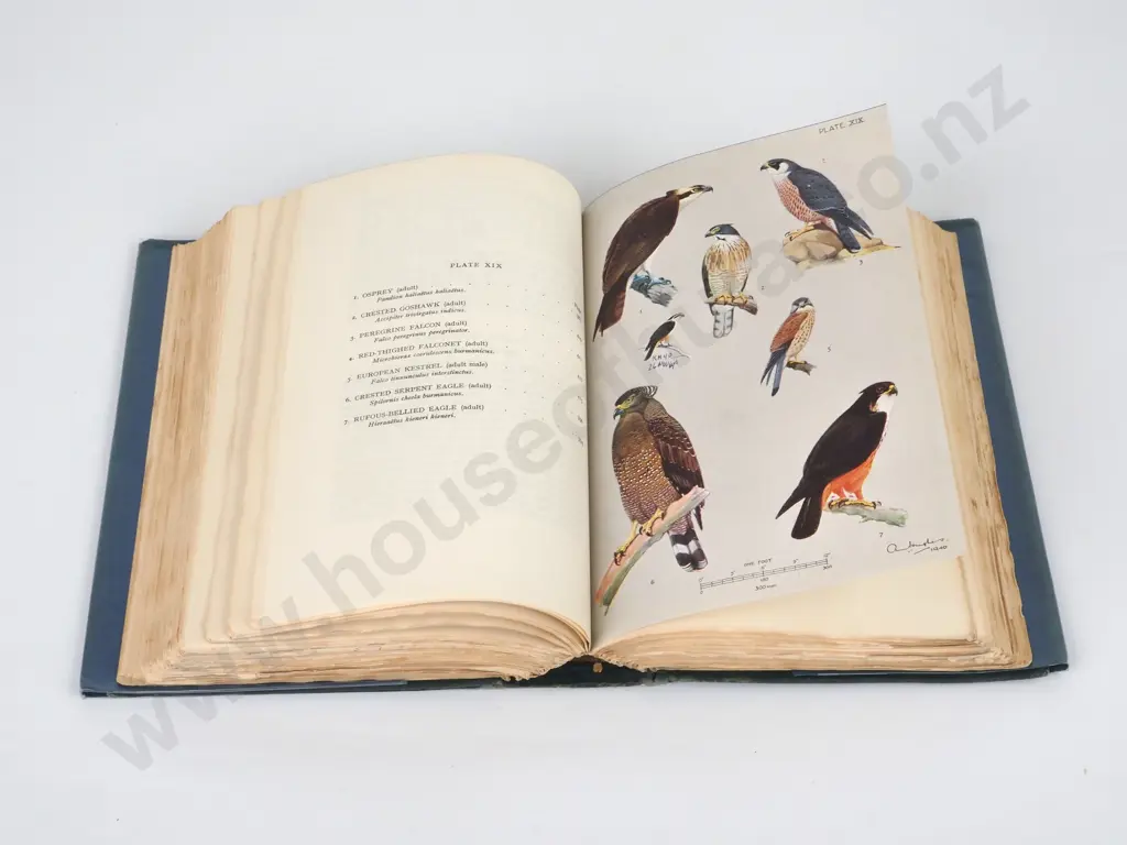 Smythies, Bertram E.; The Birds of Burma; Oliver and Boyd, Second Ed 1953. Image 1++