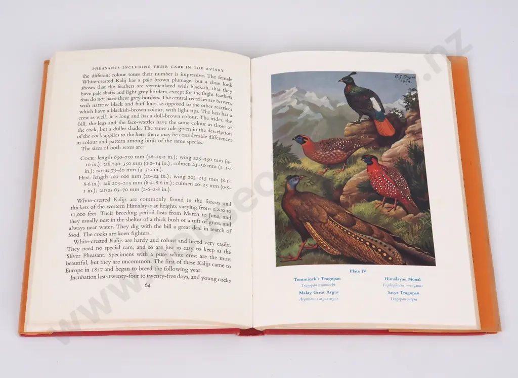 Gerrits, H.A.; Pheasants including their care in the Aviary Image 1++