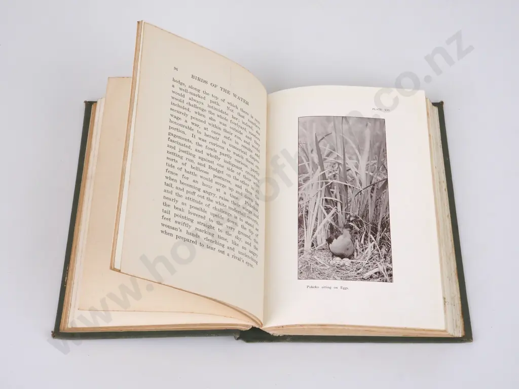 Guthrie-Smith, H.; Birds of the Water, Wood & Waste Image 1++