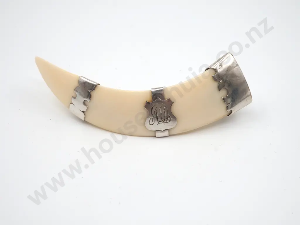 Boars' Tusk Brooch With Sterling Silver Straps Image 1++