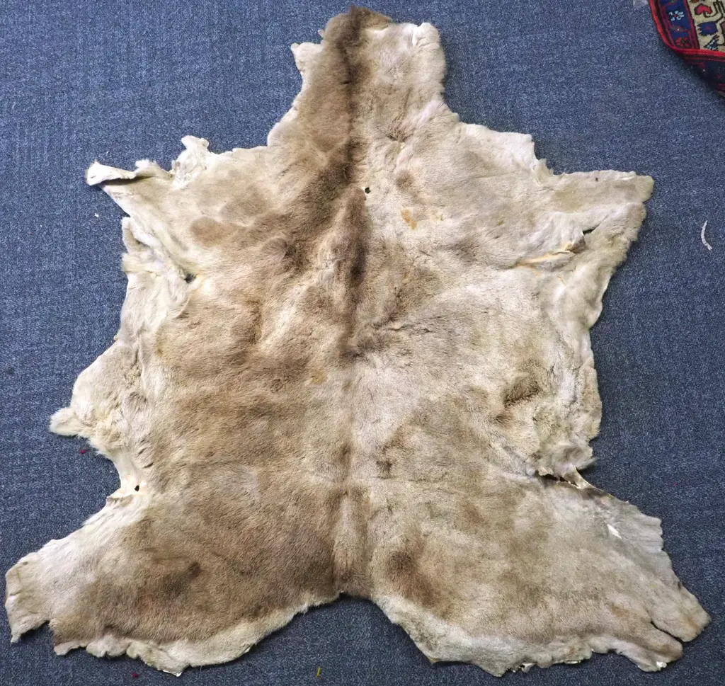 Vintage Dear Hide Rug Image 1++