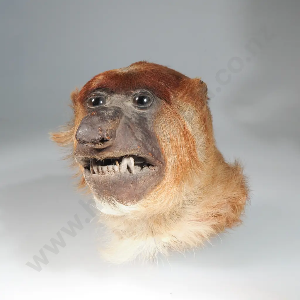 Antique Taxidermy Head of a Proboscis Monkey Image 1++