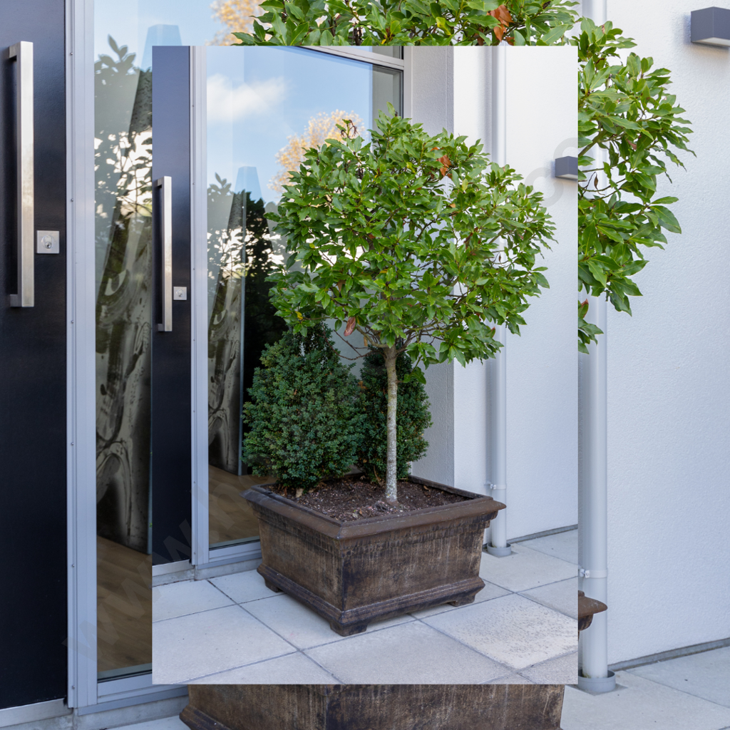 Substantial Outdoor Tree Planter Image 1++