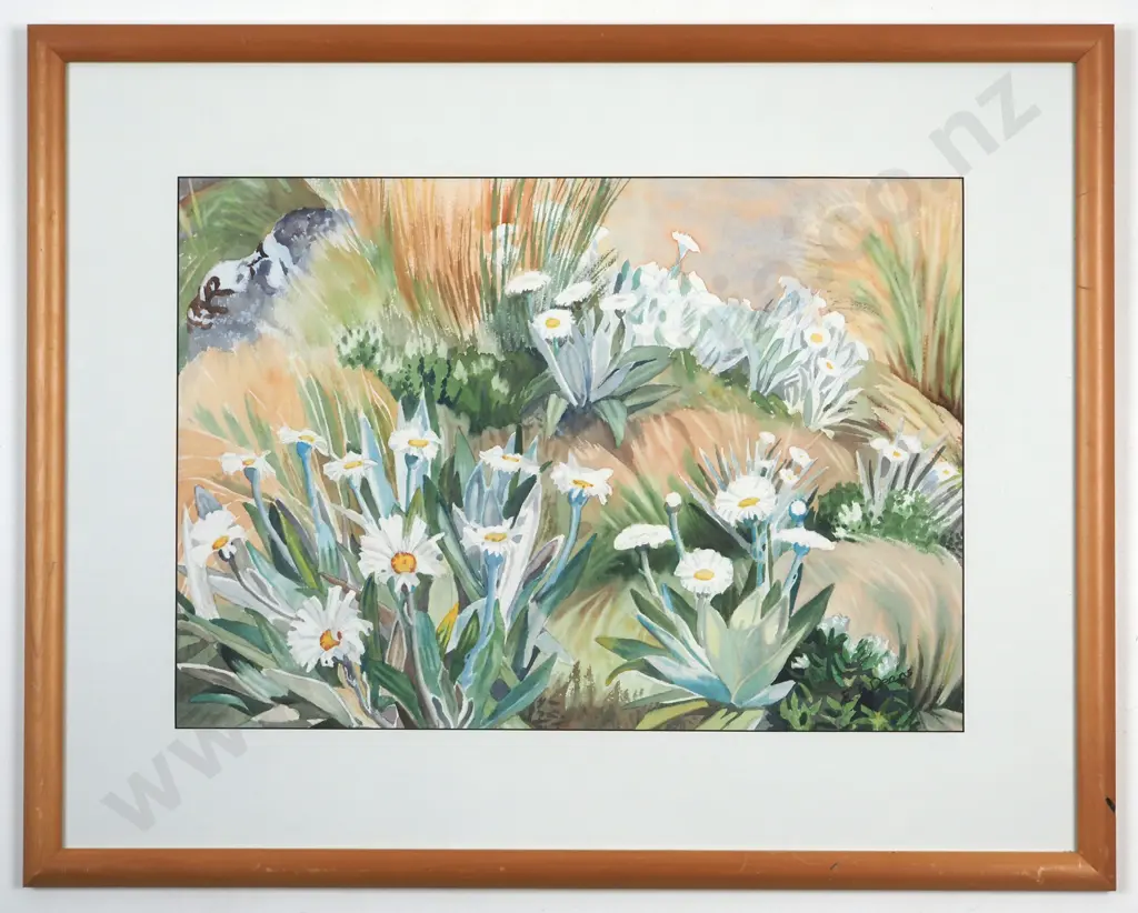 E. E. Deans. Celmisia on a Mountain Hillside. Watercolour. Image 1++