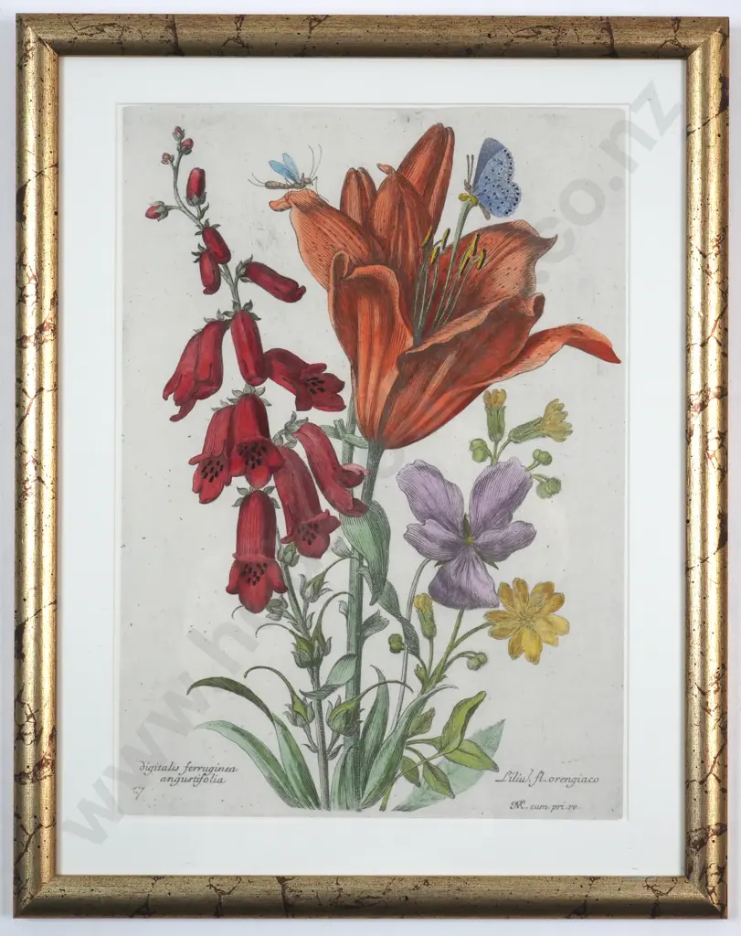 N. Robert. Foxglove/Day Lily/Others. Hand Coloured Reproduction Pint of an Etching. c. 1660. Image 1++