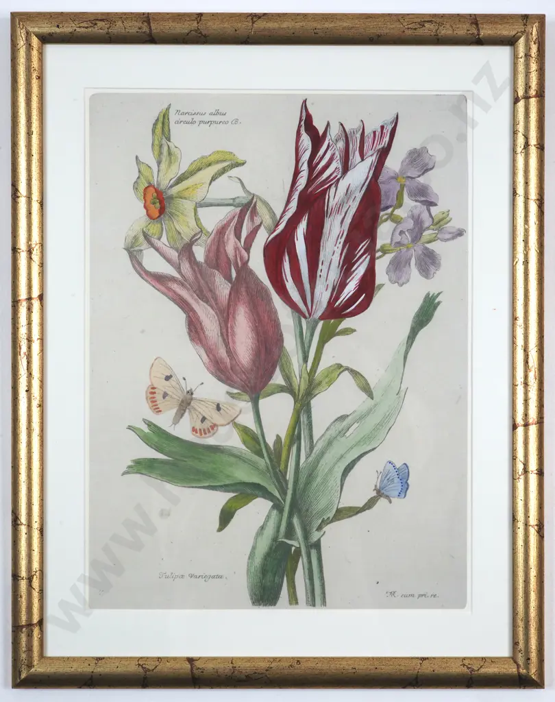 N. Robert. Daffodils/Tulips/Irises - Hand Coloured Reproduction Pint of an Etching.  c. 1660. Image 1++