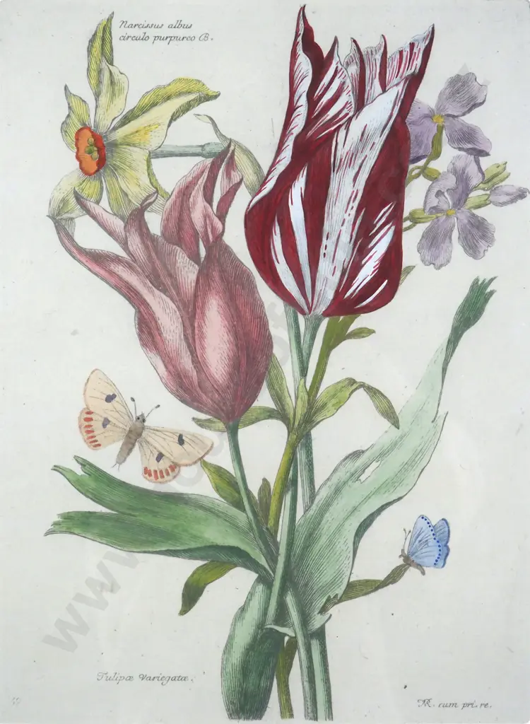 N. Robert. Daffodils/Tulips/Irises - Hand Coloured Reproduction Pint of an Etching.  c. 1660. Image 1++