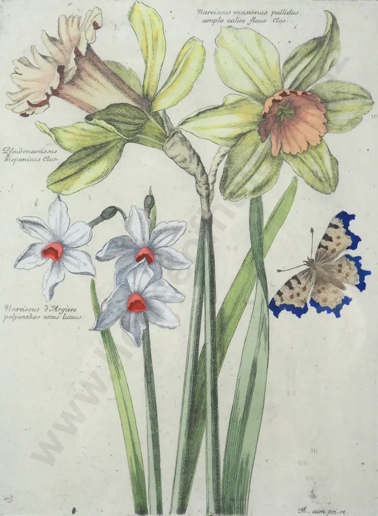 N. Robert. Daffodils - Hand Coloured Reproduction Pint of an Etching. c. 1660. Image 1++