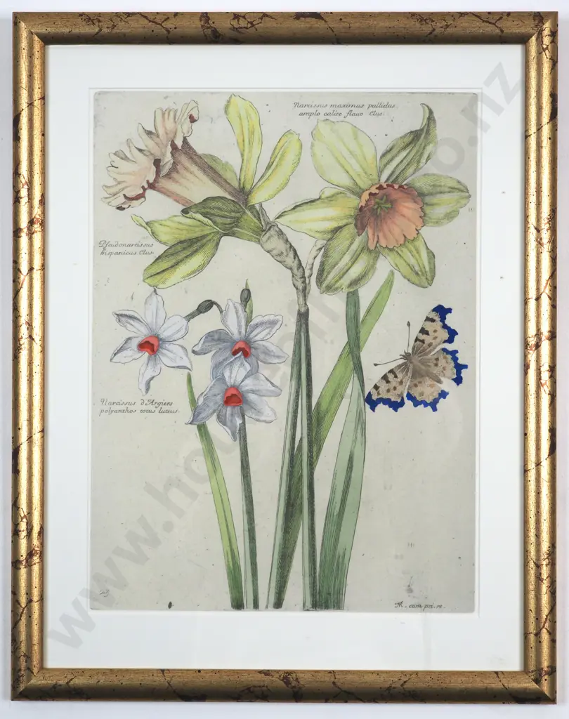 N. Robert. Daffodils - Hand Coloured Reproduction Pint of an Etching. c. 1660. Image 1++