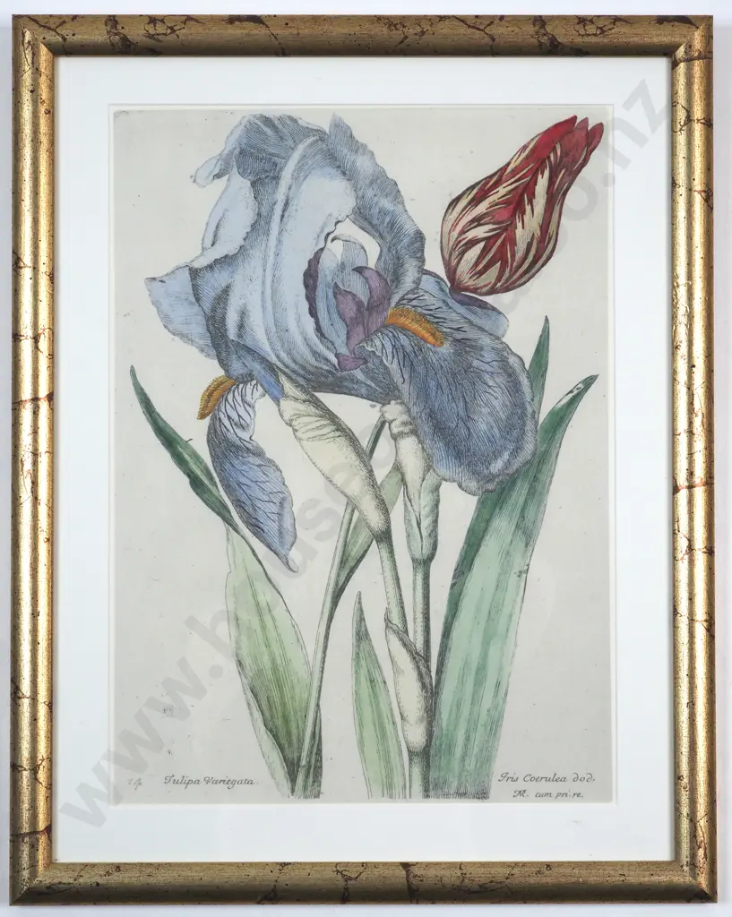 N. Robert. Iris/Tulip - Hand Coloured Reproduction Pint of an Etching. c. 1660. Image 1++