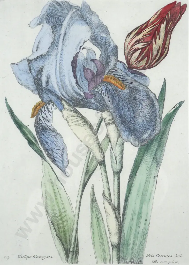 N. Robert. Iris/Tulip - Hand Coloured Reproduction Pint of an Etching. c. 1660. Image 1++