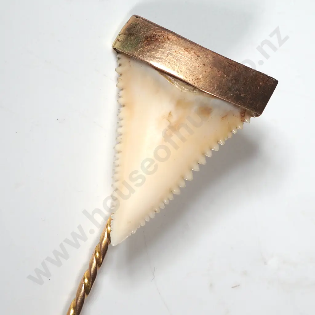 Colonial Sharks Tooth Stick Pin Mounted in 9ct Gold Image 1++