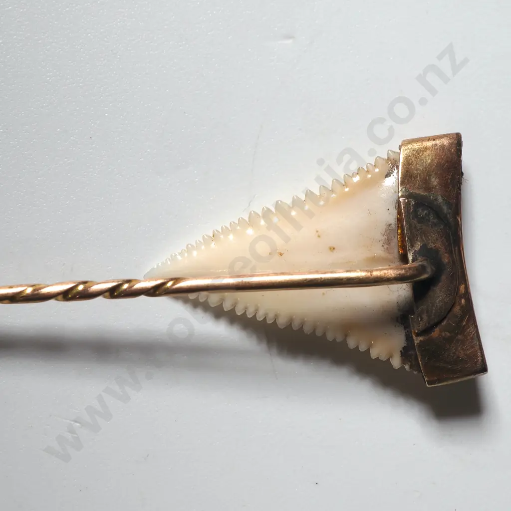 Colonial Sharks Tooth Stick Pin Mounted in 9ct Gold Image 1++