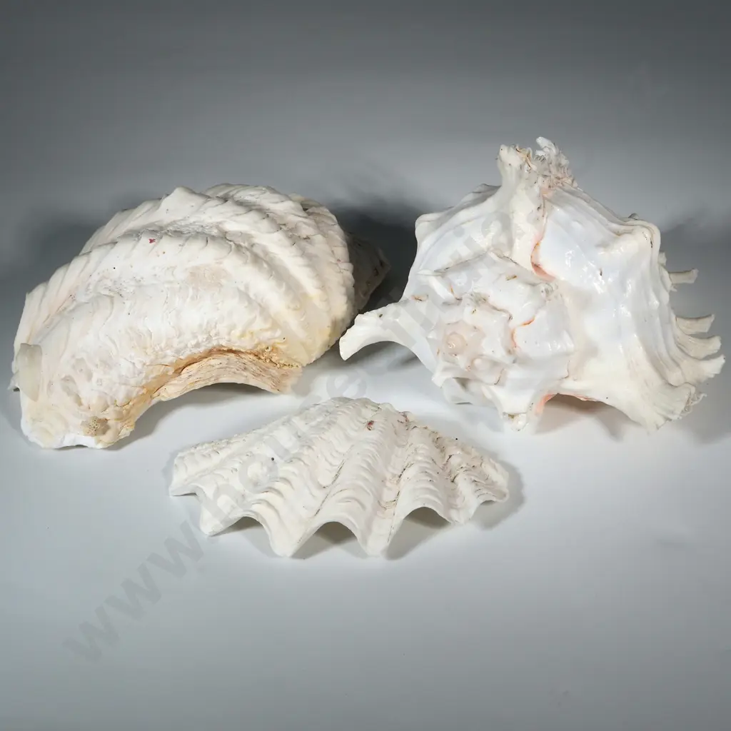Large Pink White Conch Shell (Ramose Murex?) & Two Clam Shells  Image 1++