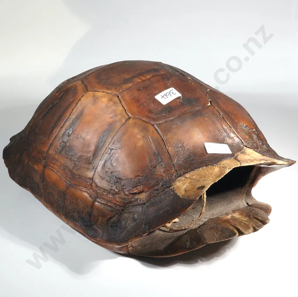 Large Asian? Tortoise Shell Image 1++