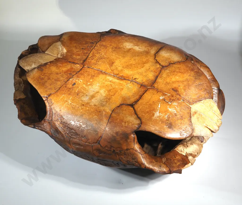 Large Asian? Tortoise Shell Image 1++