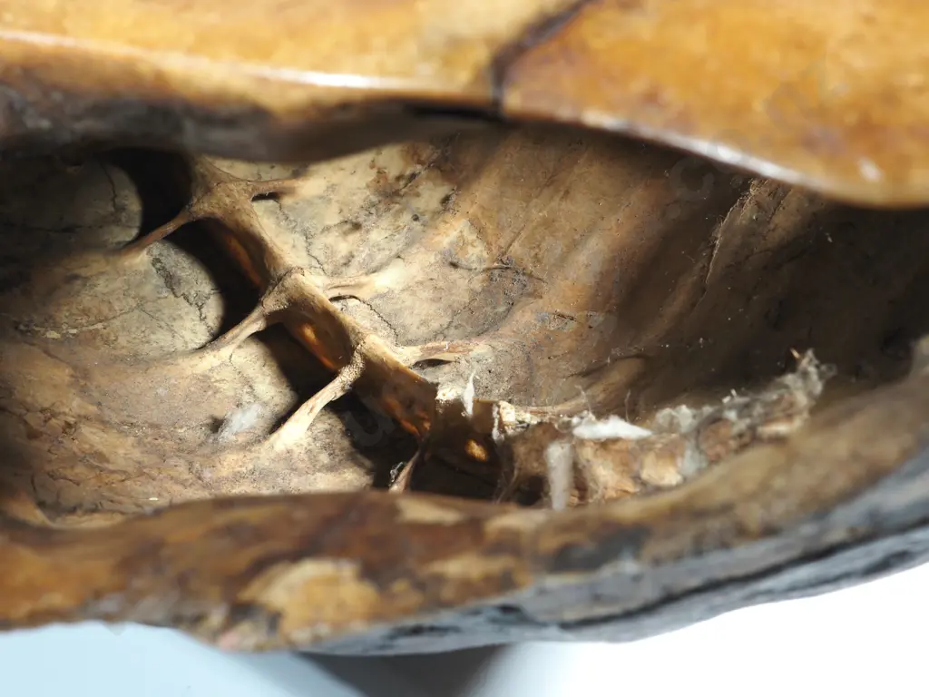 Large Asian? Tortoise Shell Image 1++