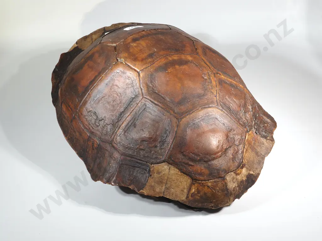 Large Asian? Tortoise Shell Image 1++