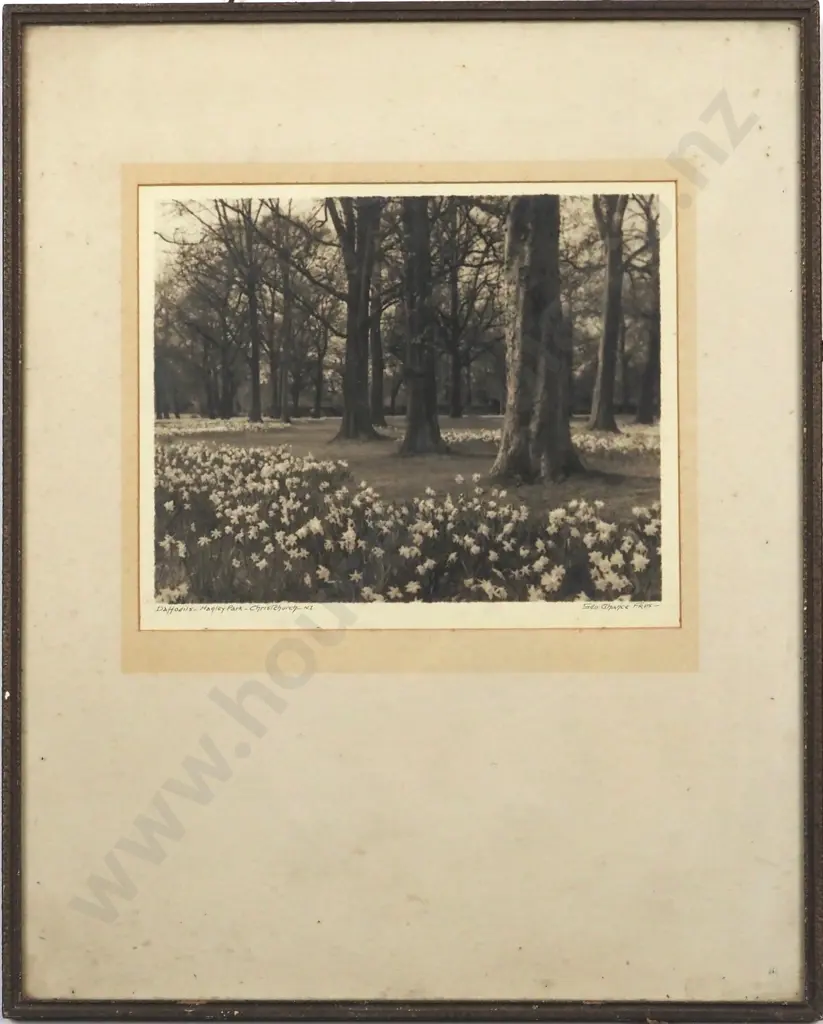 Geo Chance. Daffodils, Hagley Park, Christchurch. Silver Gelatin Print. Image 1++