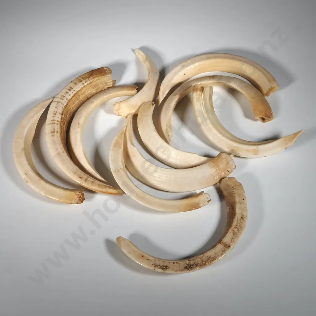 Collection of Eleven Pig Tusks. Image 1++